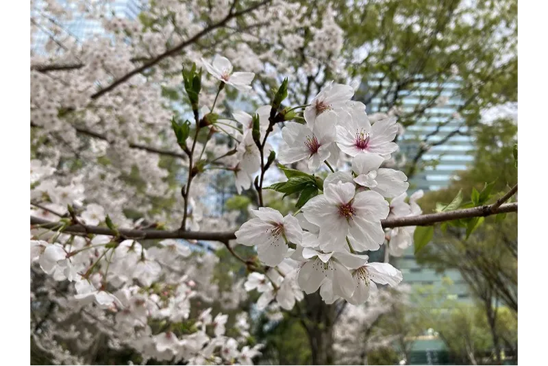 新宿中央公園の桜・花見情報_2
