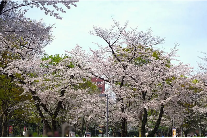 新宿中央公園の桜・花見情報_3