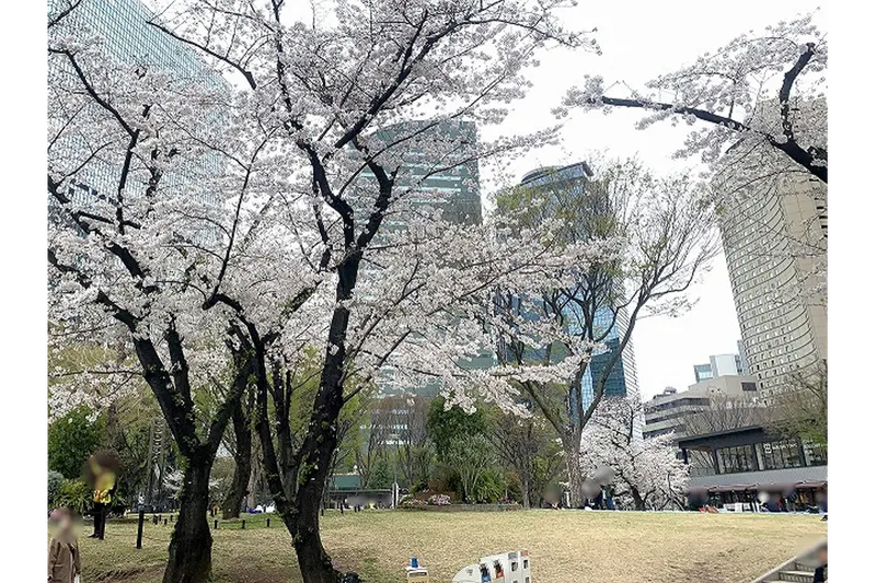 新宿中央公園の桜・花見情報_4