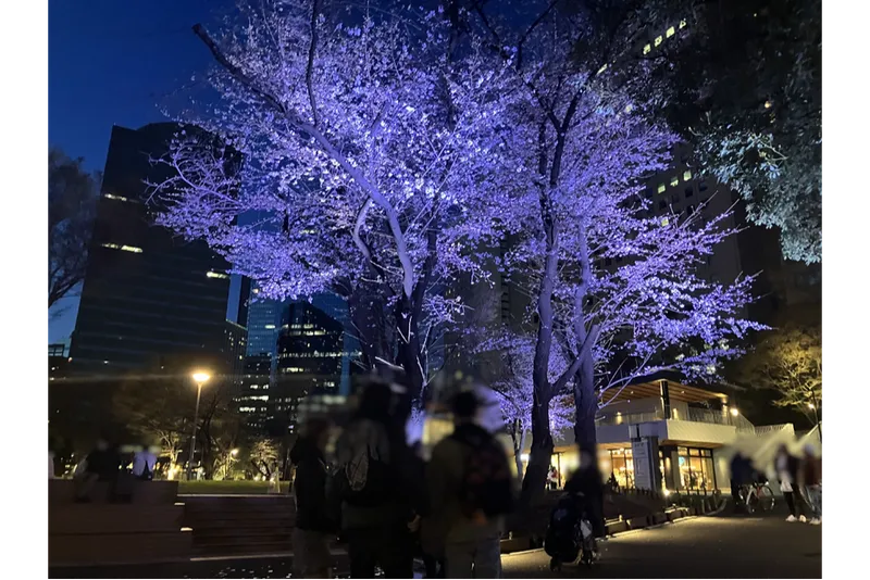新宿中央公園の桜・花見情報_5