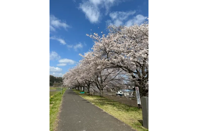 桜づつみ公園の桜・花見情報_1