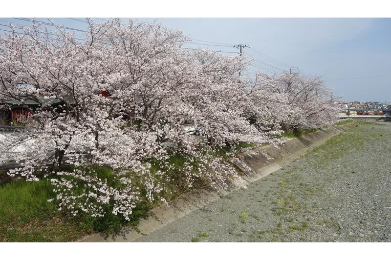 金目川土手