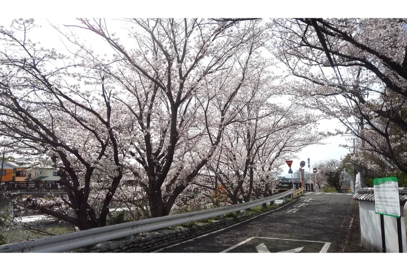 金目川土手の桜・花見情報_2