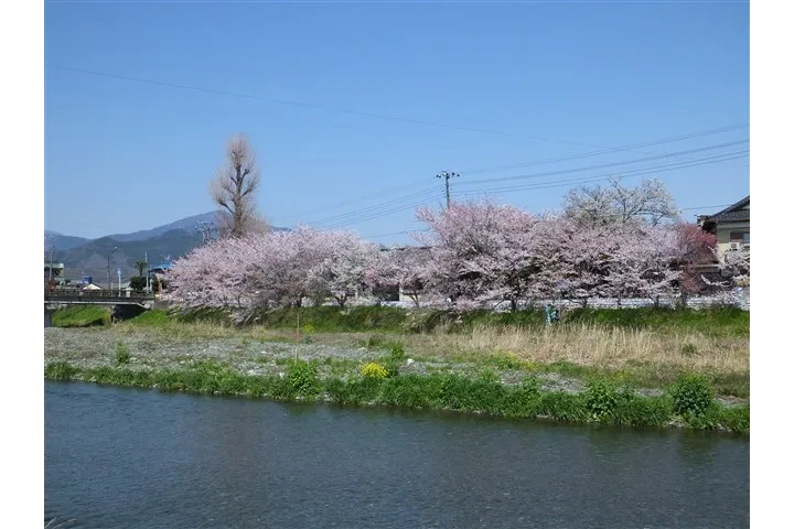 金目川土手の桜・花見情報_3