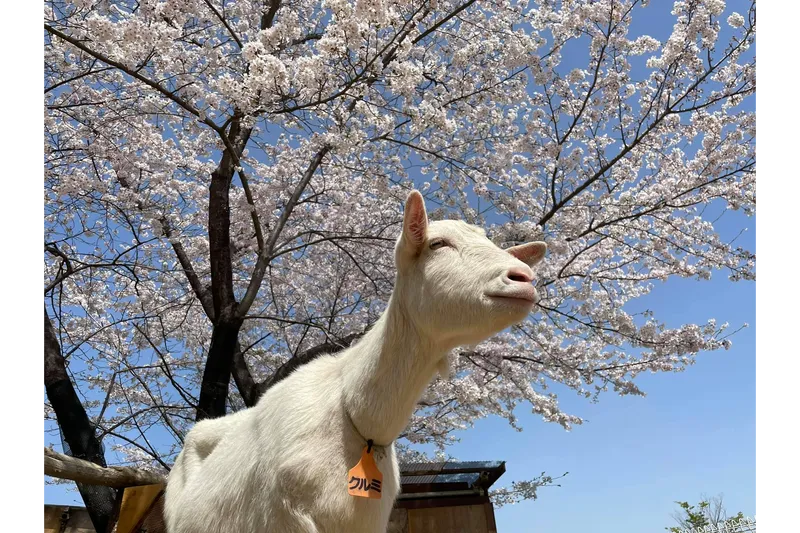 サクラとヤギ
