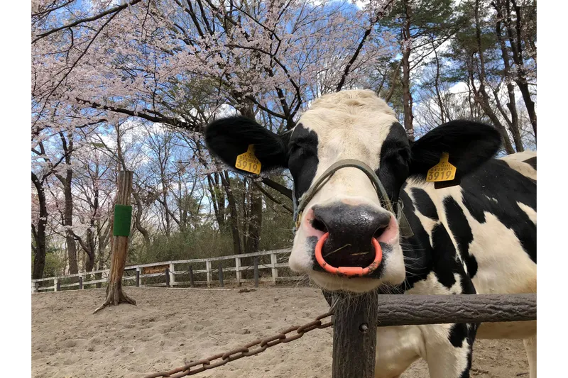 サクラとウシ