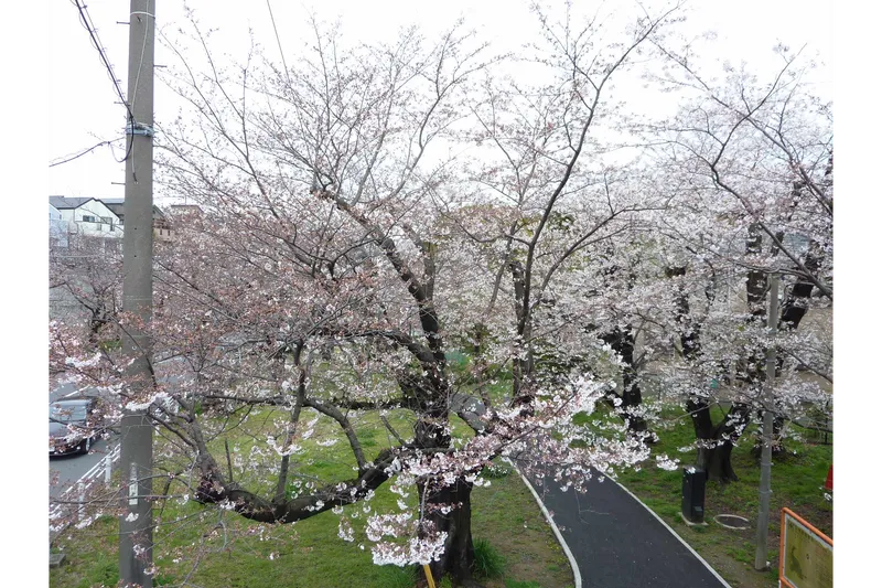 鳥見塚交差点付近の桜並木
