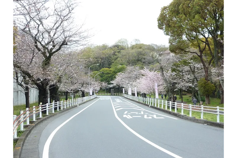 旧海軍横浜航空隊隊門跡付近の桜並木