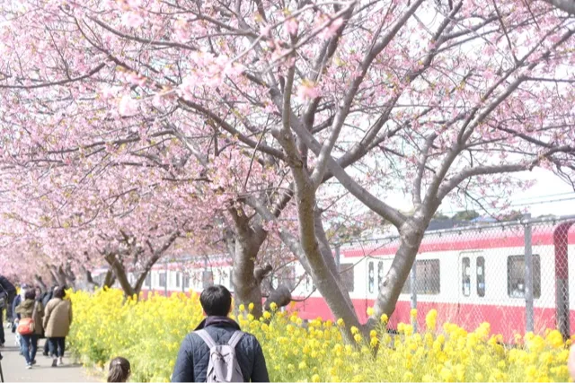 三浦海岸河津桜_1
