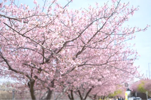 三浦海岸河津桜_2