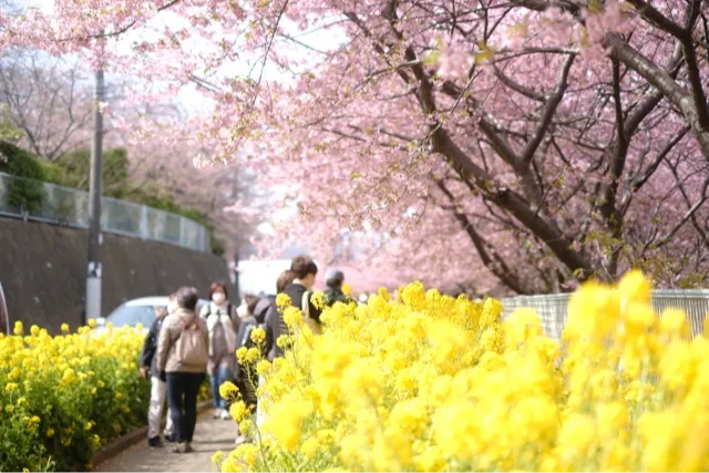 三浦海岸河津桜_3