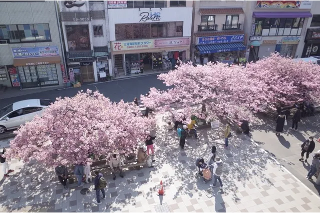 三浦海岸河津桜_4