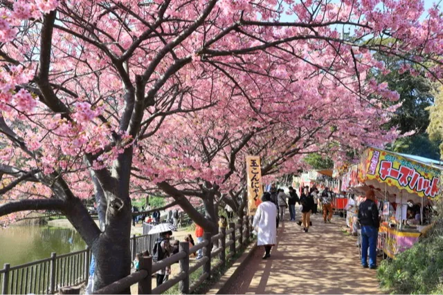 三浦海岸河津桜_5