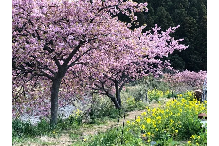 保田川の桜・花見情報_1