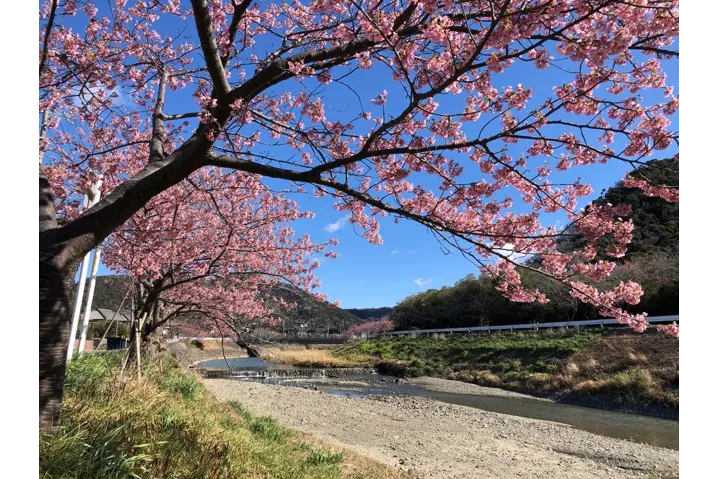 保田川の桜・花見情報_2