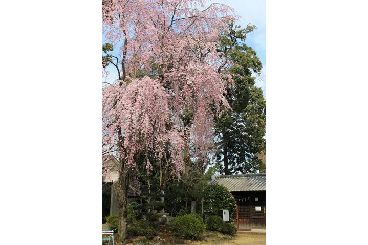 画像提供:狭山市
