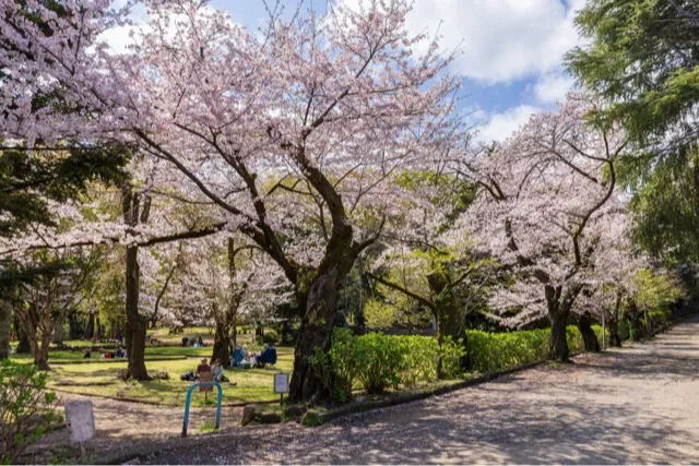 城山公園(海と城の見える丘)の桜・花見情報_1