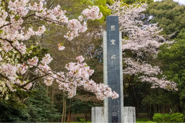 城山公園(海と城の見える丘)の桜・花見情報_2
