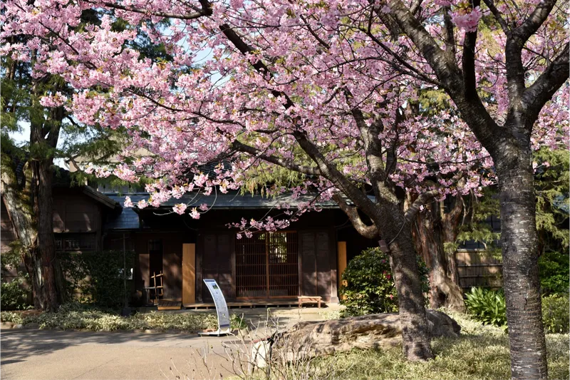 河津桜
