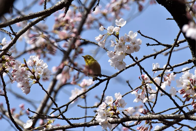 ソメイヨシノ