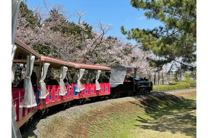 キッズダムトレインと桜