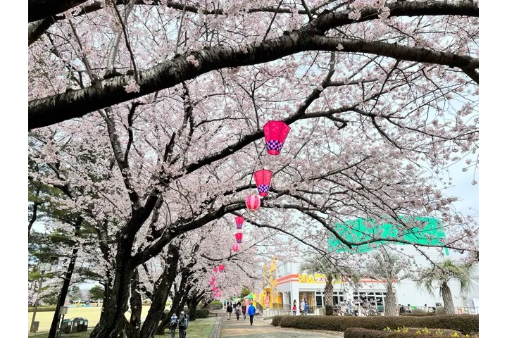 芝生広場に続く桜並木