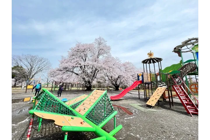 無料遊具と桜