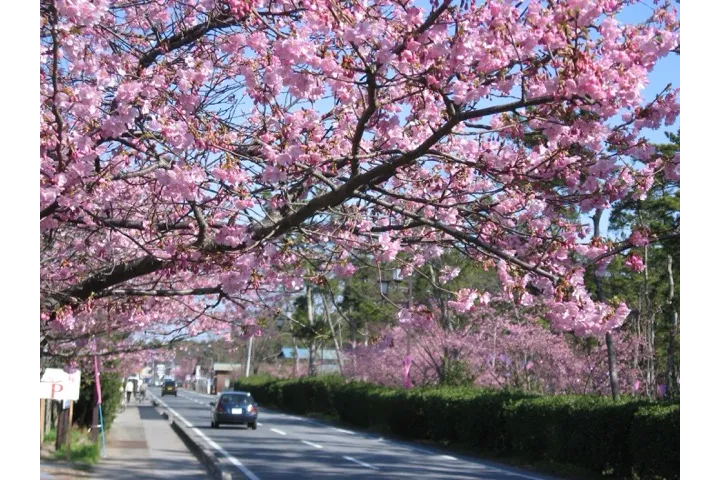 白子温泉の桜・花見情報_1