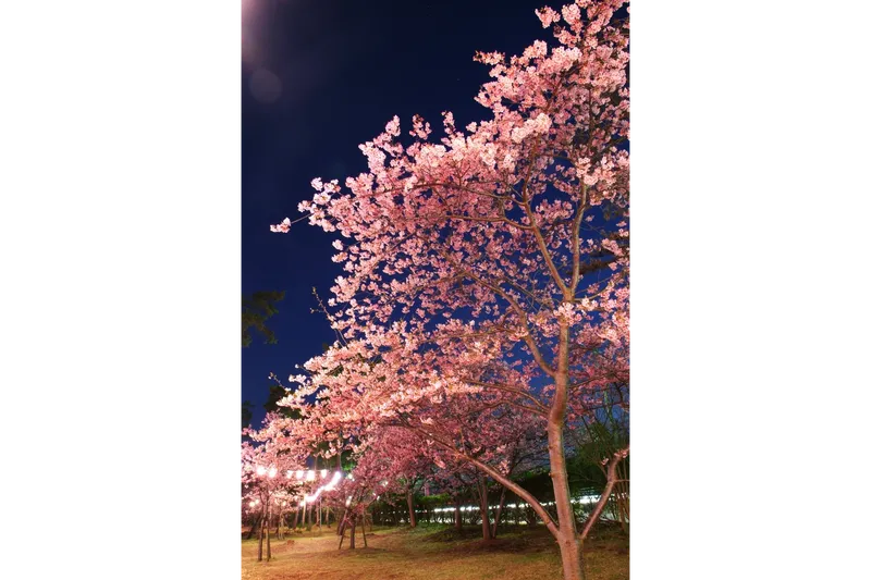 白子温泉の桜・花見情報_2
