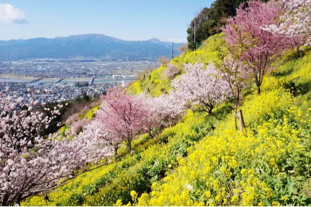 あぐりパーク嵯峨山苑の桜・花見情報_1