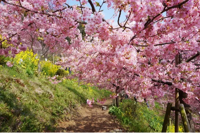 あぐりパーク嵯峨山苑の桜・花見情報_2
