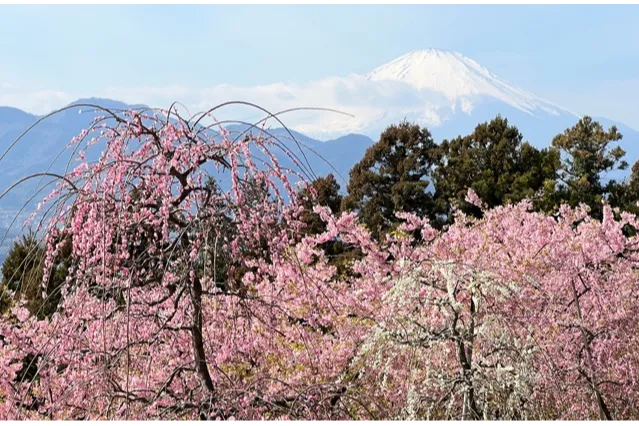 あぐりパーク嵯峨山苑の桜・花見情報_3