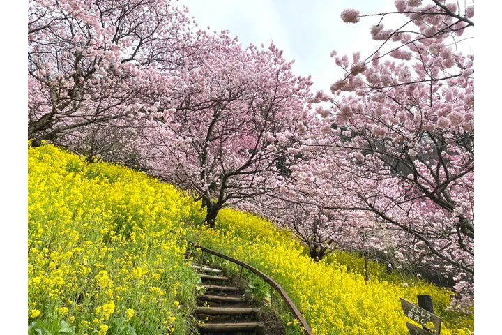 あぐりパーク嵯峨山苑の桜・花見情報_4