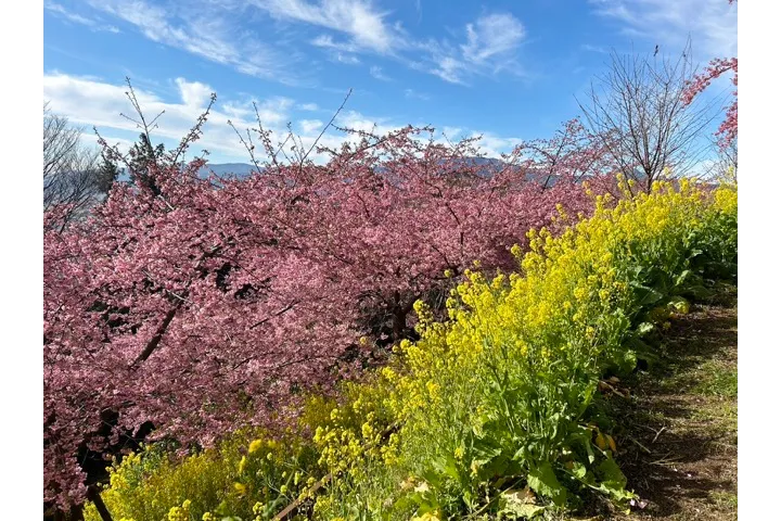 あぐりパーク嵯峨山苑の桜・花見情報_5