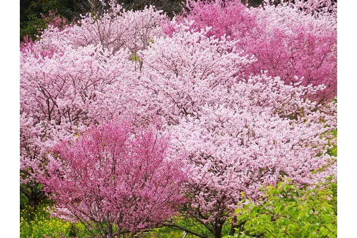 あぐりパーク嵯峨山苑の桜・花見情報_6