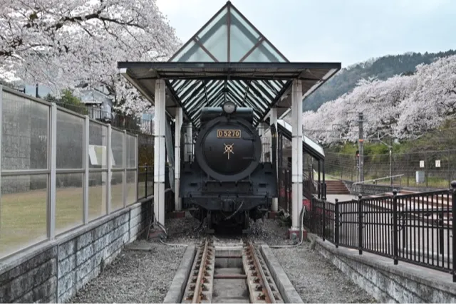 山北鉄道公園の桜・花見情報_1