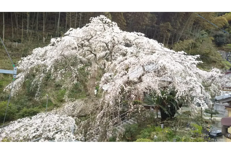 等覚寺の桜・花見情報_1