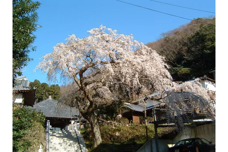 等覚寺の桜・花見情報_2