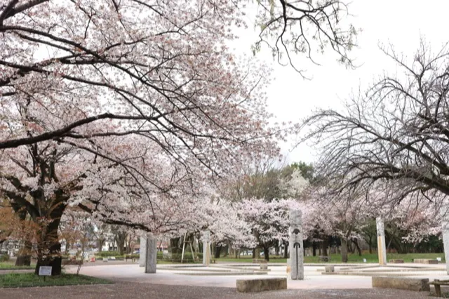武蔵野公園の桜・花見情報_1