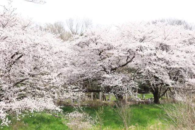武蔵野公園の桜・花見情報_2