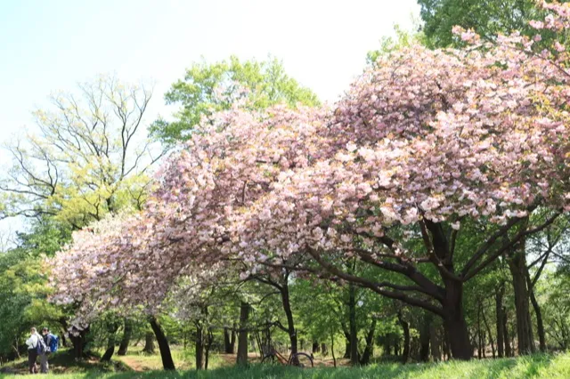 武蔵野公園の桜・花見情報_3