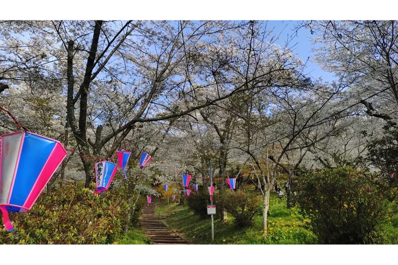 鶴舞公園（千葉県・市原市）の桜・花見情報_1