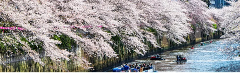 お花見クルーズで特別な花見体験を！