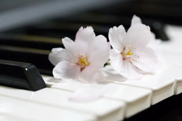 雨でもお花見を楽しもう