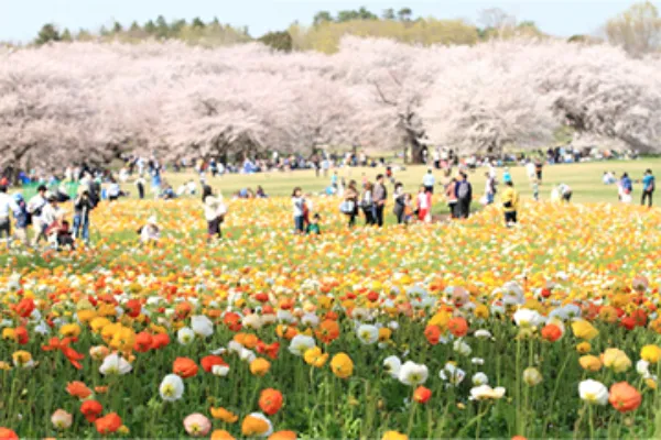 桜がたくさん咲いている公園でお花見しよう！