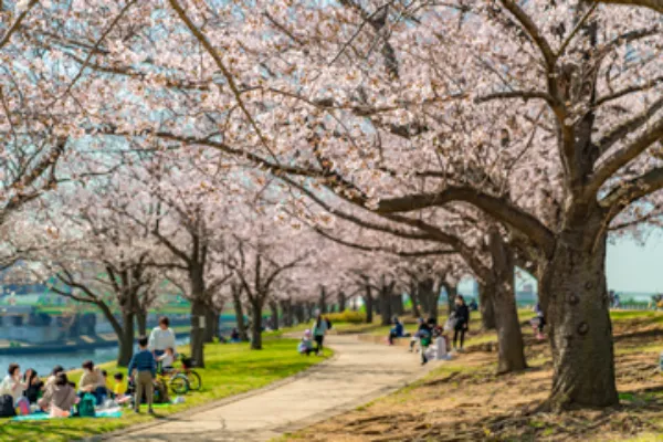 長い桜並木や桜のトンネルを楽しもう！
