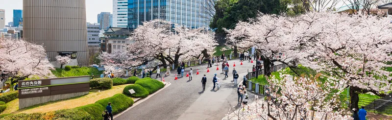 穴場のお花見スポット・桜の名所