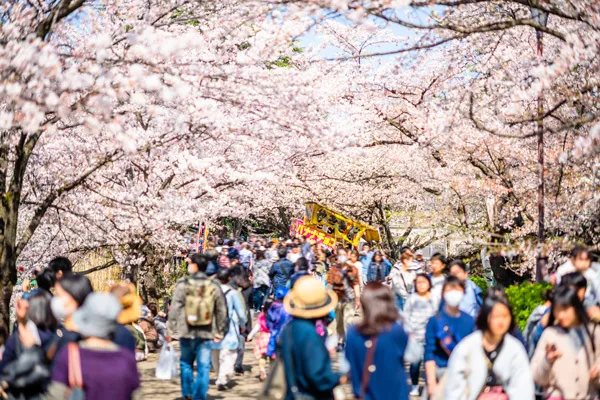 関東の桜まつり・花見イベント情報