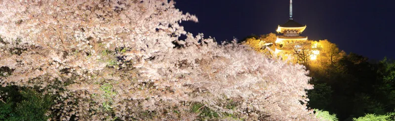 夜桜ライトアップ情報