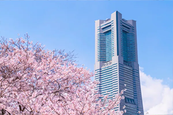 神奈川県の桜まつり・花見イベント情報